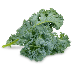 A leaf of kale.