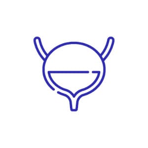 An illustration of a bladder